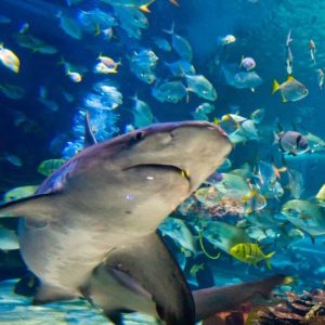 Tropicarium